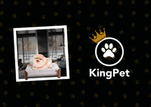 Conheça a KingPet da King Koil: conforto para pets